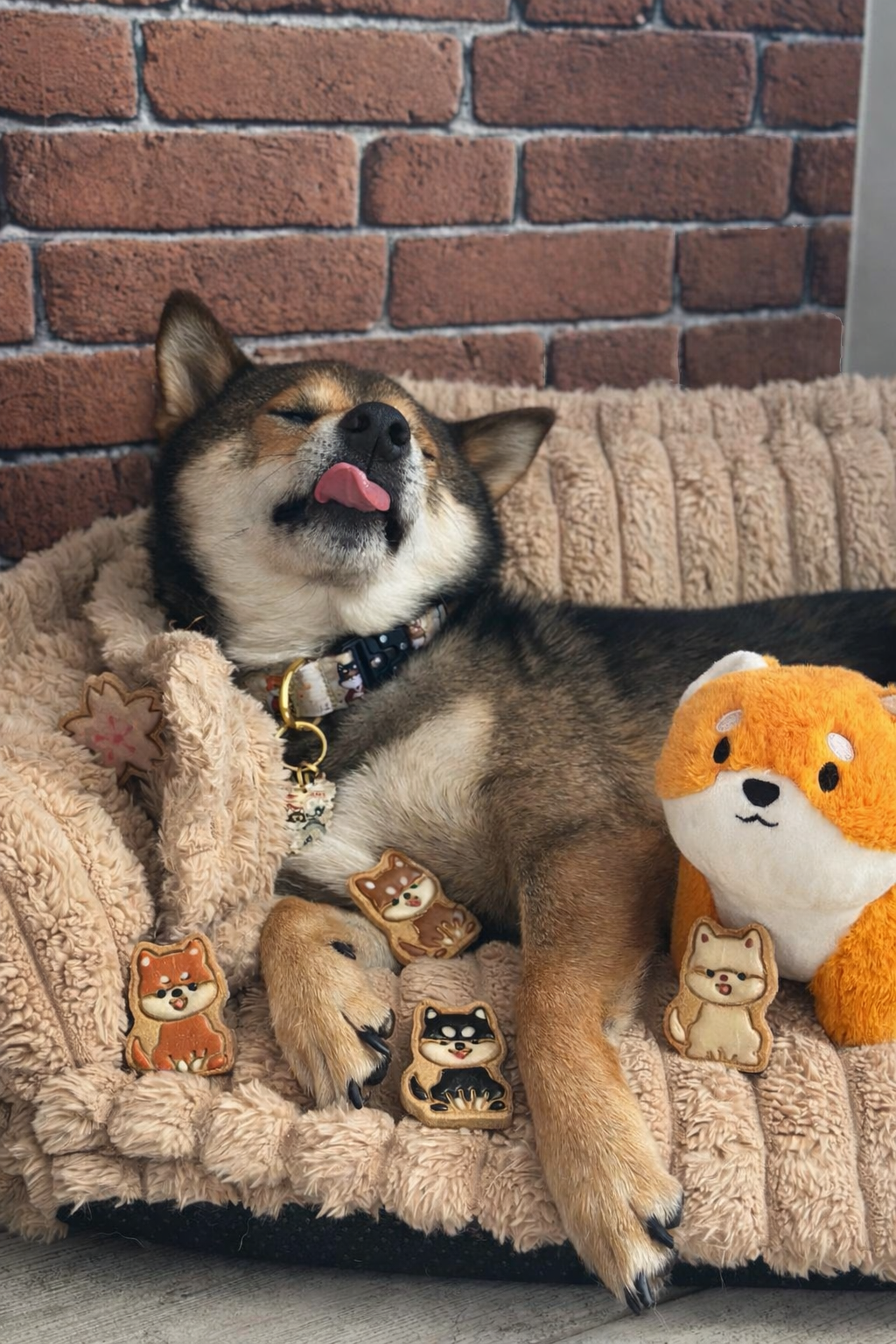 Shiba Inu