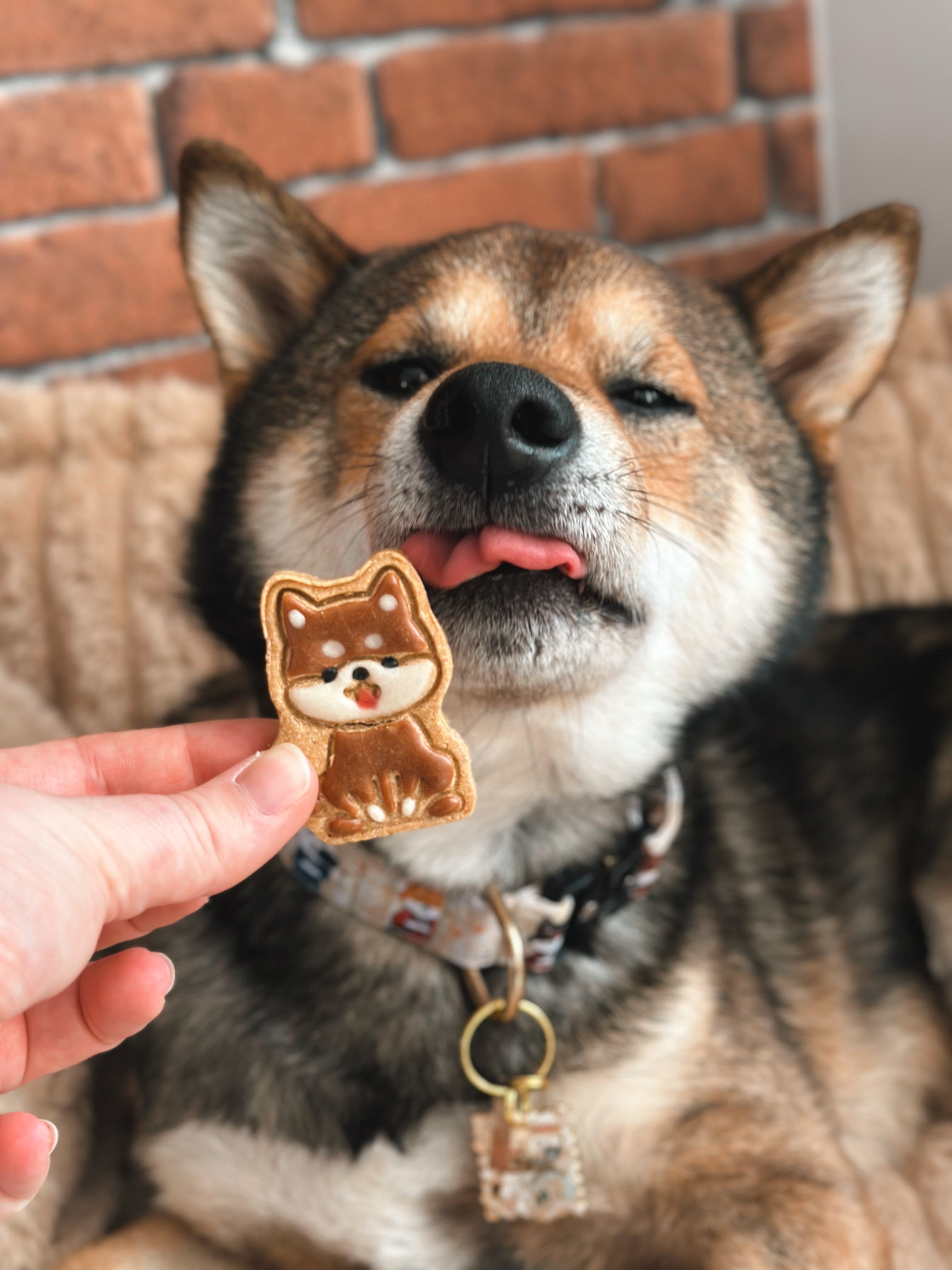 Shiba Inu